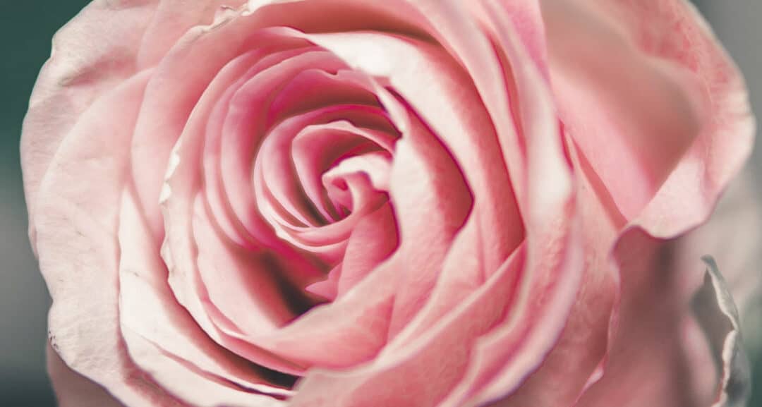 Das tantrische Rosen-Ritual – Den Garten deiner Seele betreten